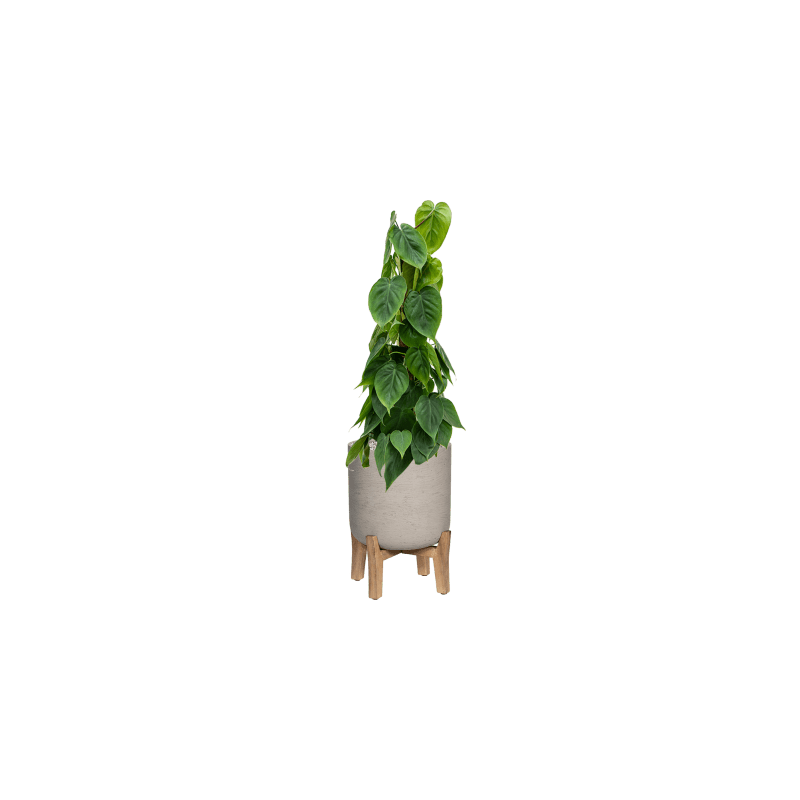 Philodendron Scandens mosstok