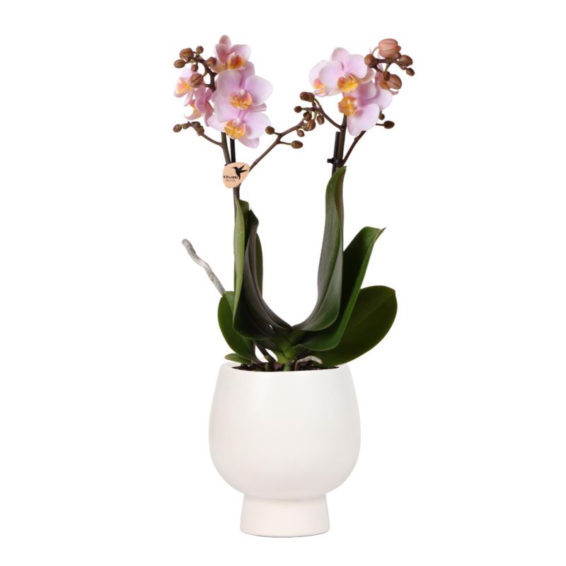 Orchidee in Scandinavisch pot roze