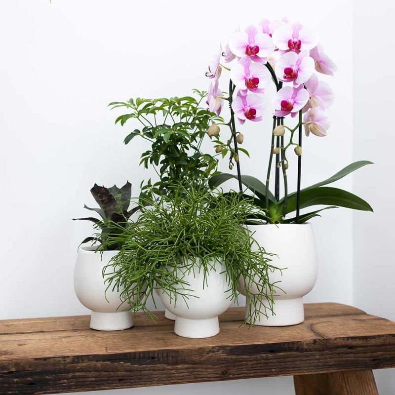 Orchidee in Scandinavisch pot roze