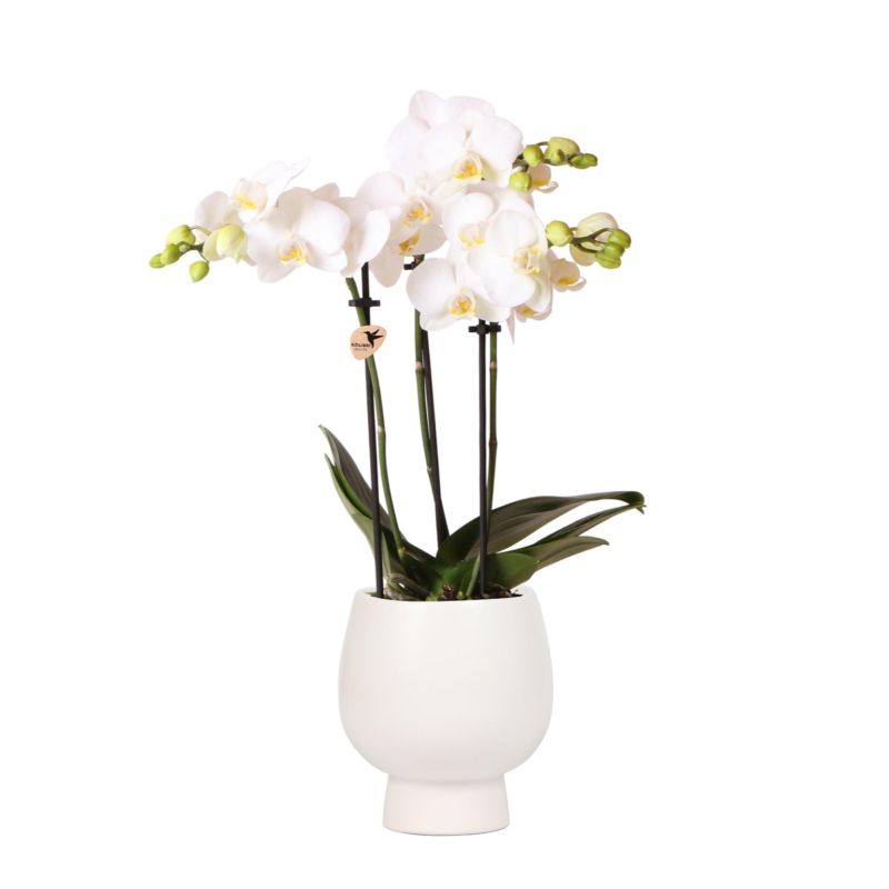 Orchidee in Scandinavisch pot wit