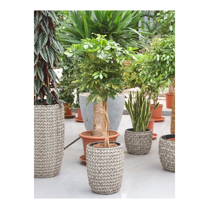 Schefflera Arboricola Gold Capella op stam twist