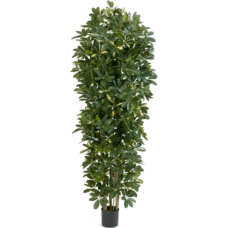 Schefflera Gold Capella zuil - kunstplant