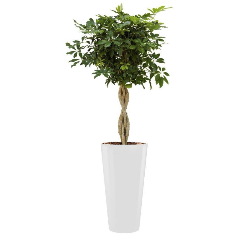 Schefflera Arboricola hydrocultuur in Runner rond wit