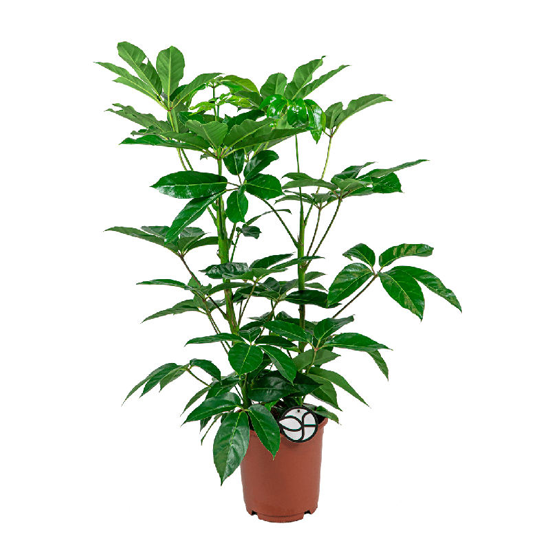 Schefflera Amate 