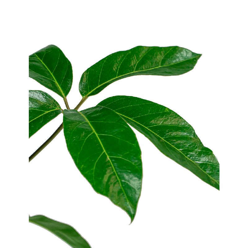 Schefflera Amate vertakt