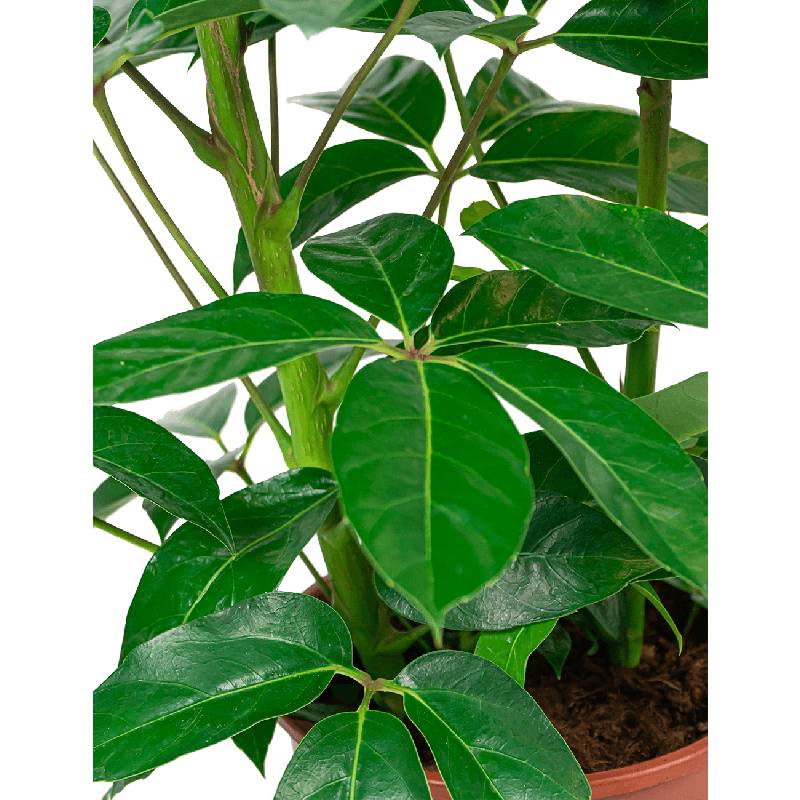 Schefflera Amate 