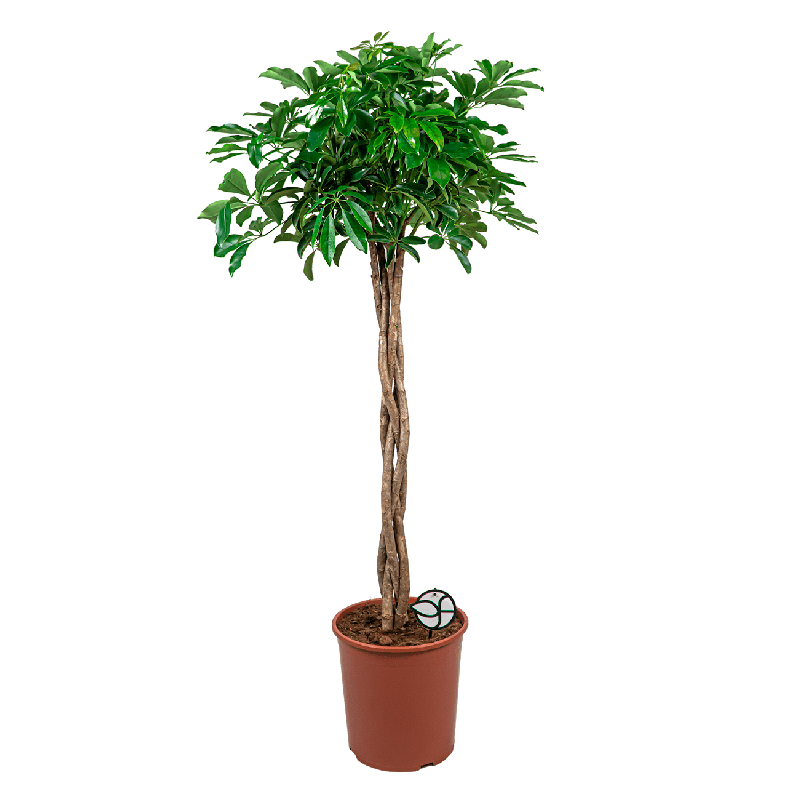 Schefflera Arboricola gevlochten stam 