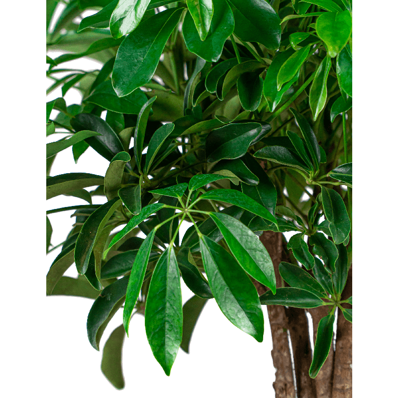 Schefflera arboricola 'Compacta' in Baq Raindrop