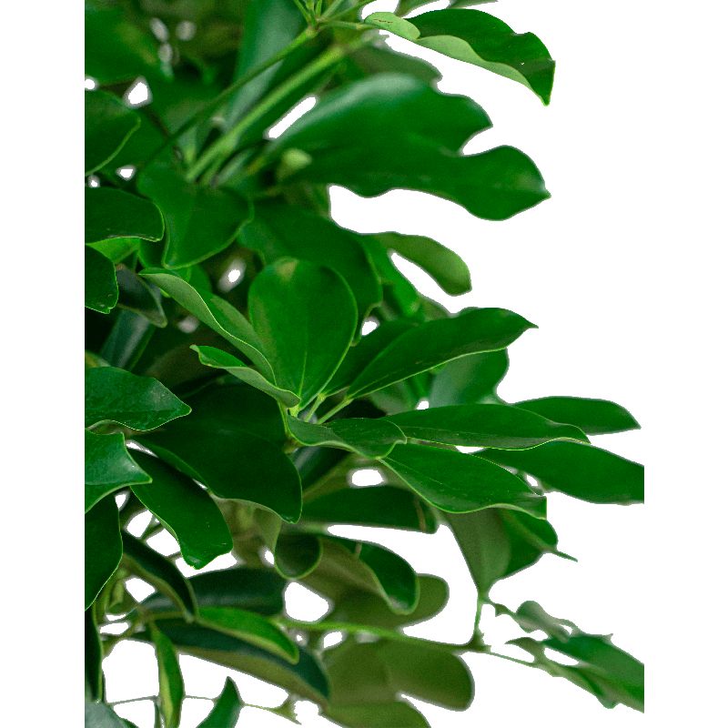 Schefflera arboricola 'Compacta' in Baq Raindrop