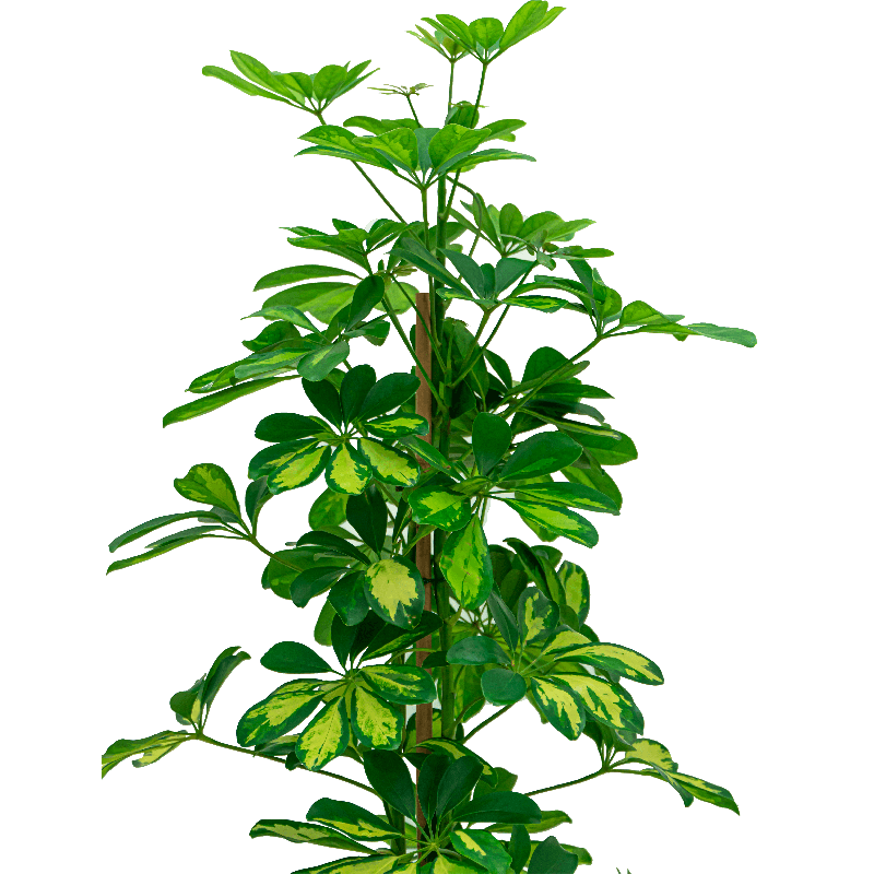 Schefflera Gold Capella piramide