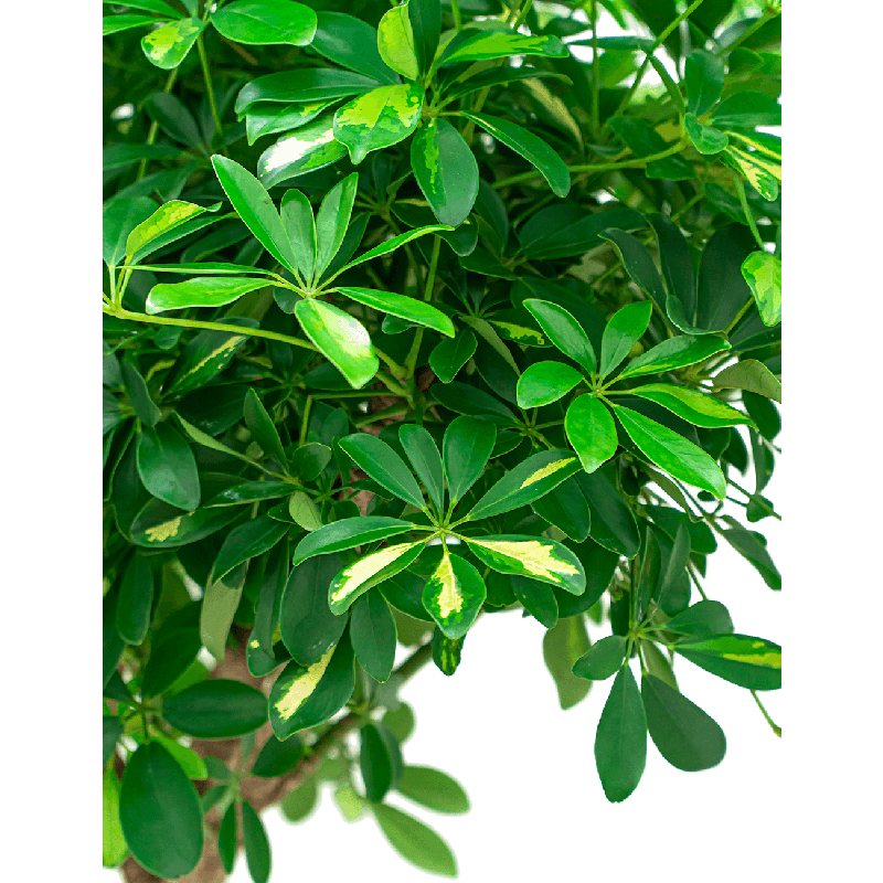 Schefflera Gold Capella op stam twist