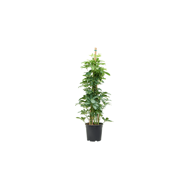 Schefflera Arboricola piramide