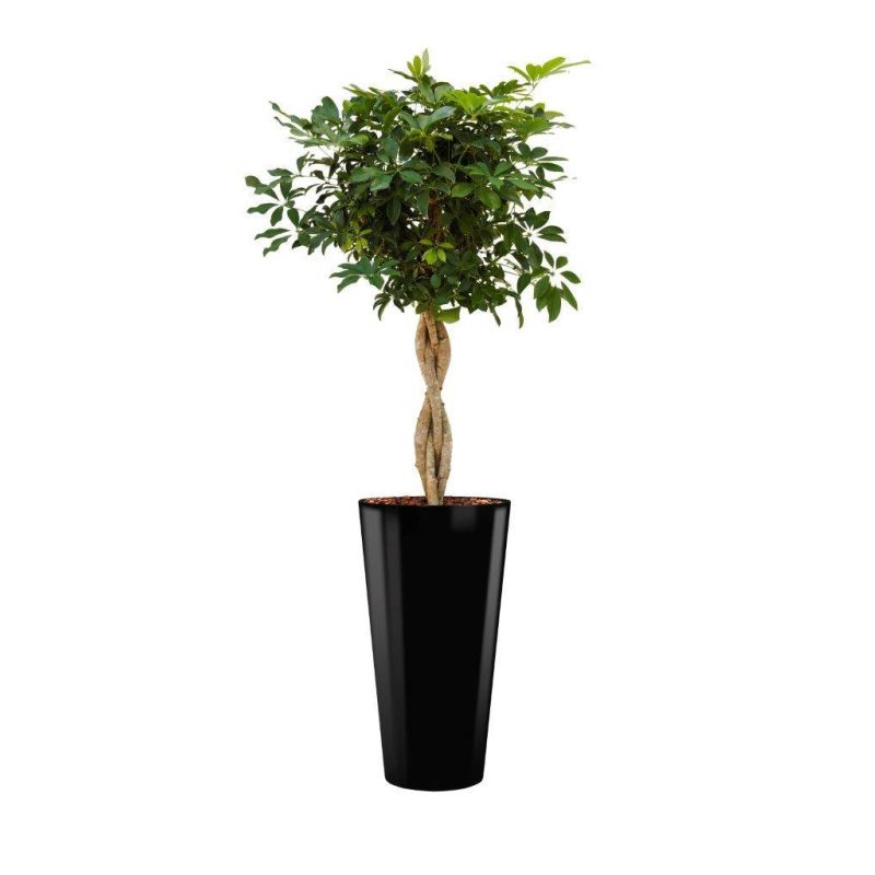 Schefflera Arboricola hydrocultuur in Runner rond black