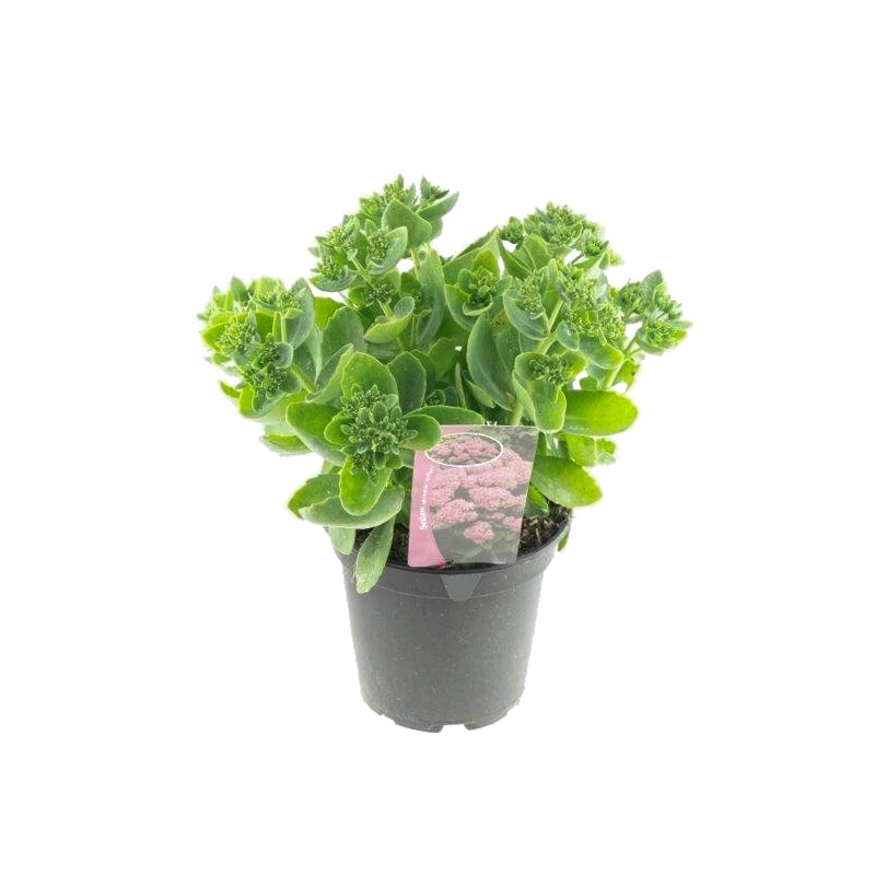 Sedum Brillant - 6 stuks