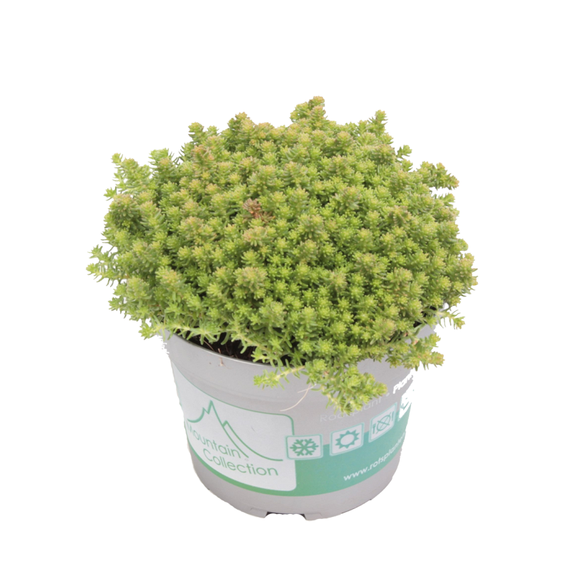 Sedum sexangulare - 6 stuks