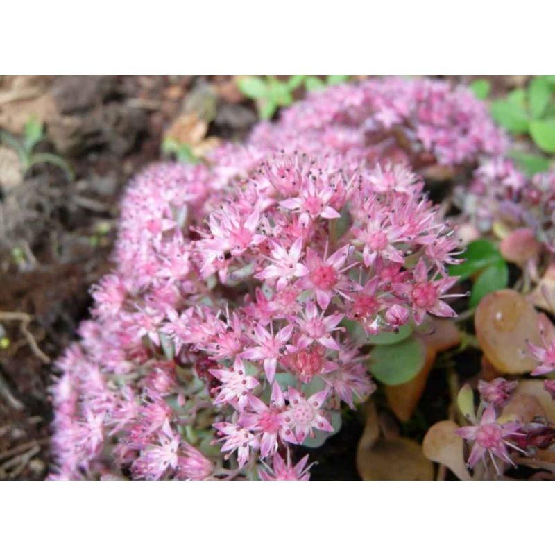 Sedum sieboldii - 6 stuks