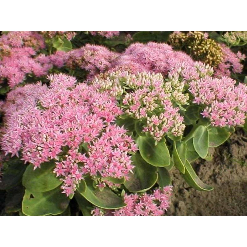 Sedum Brillant - 6 stuks