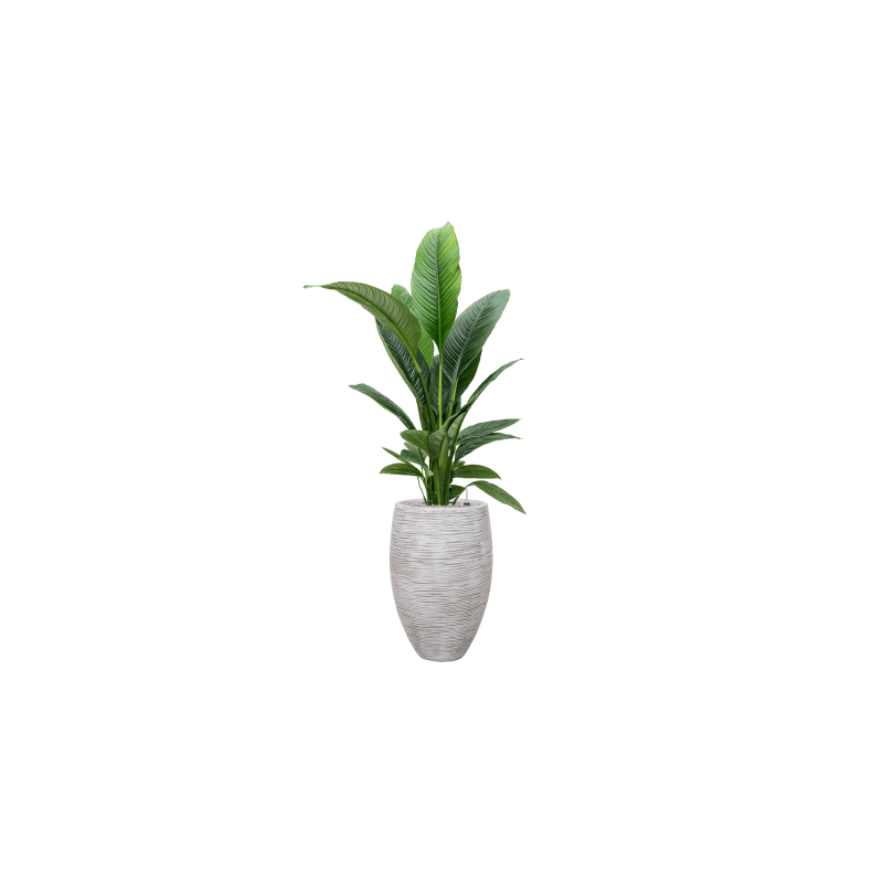 Spathiphyllum Sensation