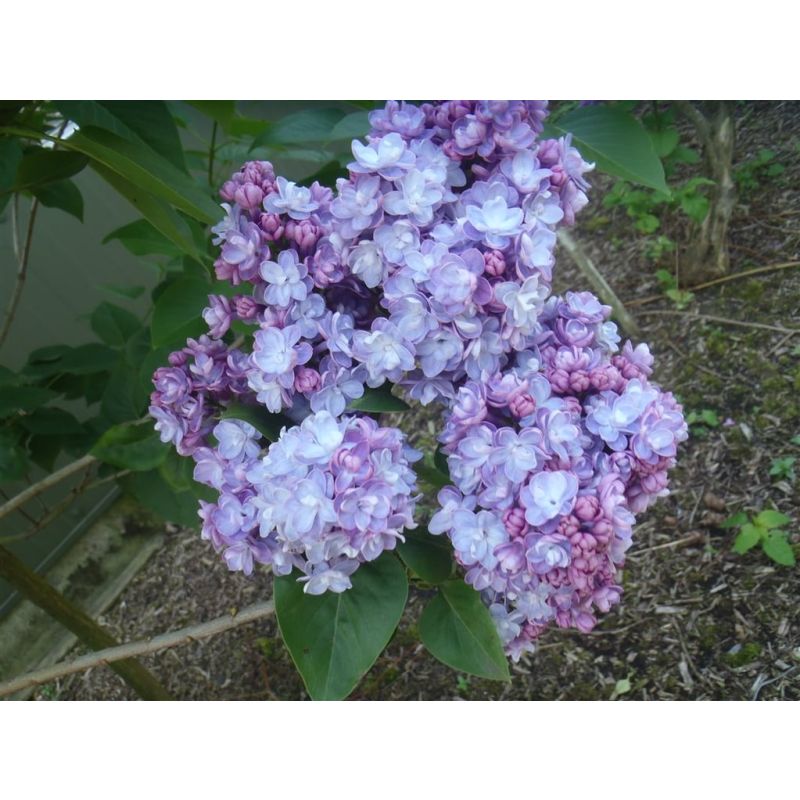 Syringa Michel Buchner