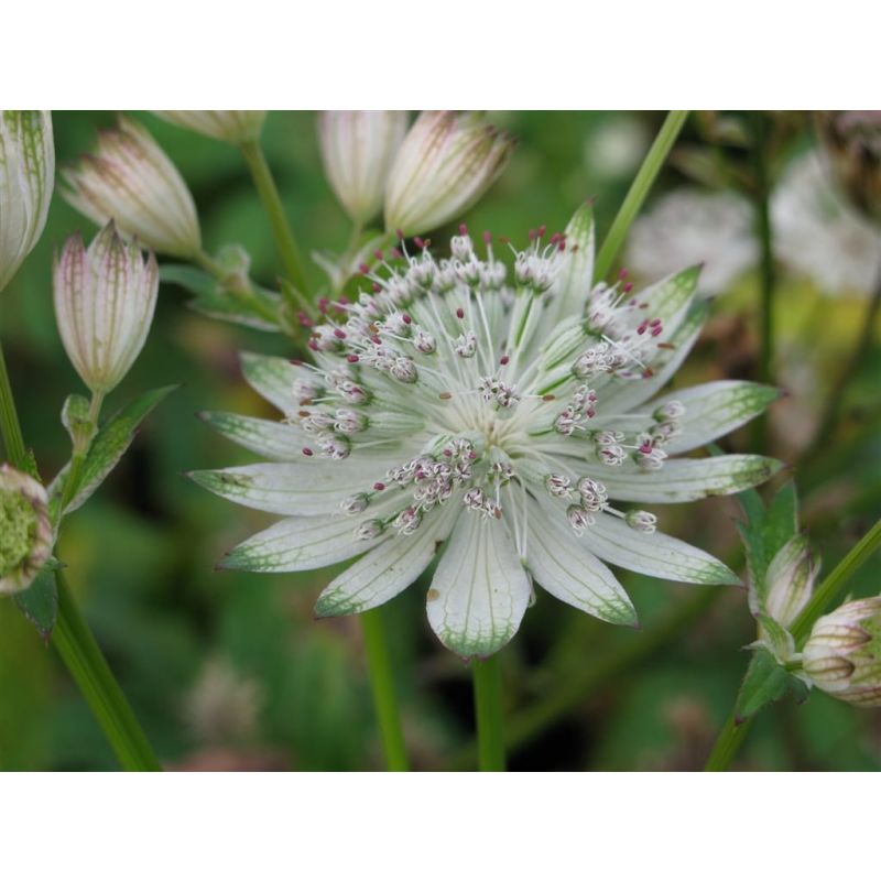 Astrantia Shaggy - 6 stuks