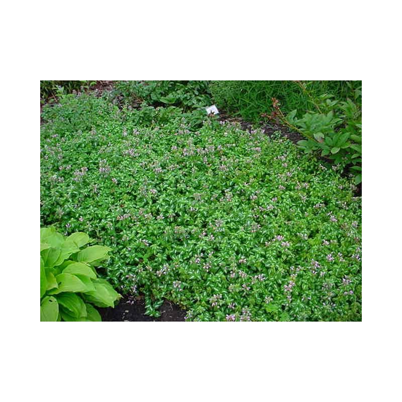  Lamium Shell Pink - 6 stuks