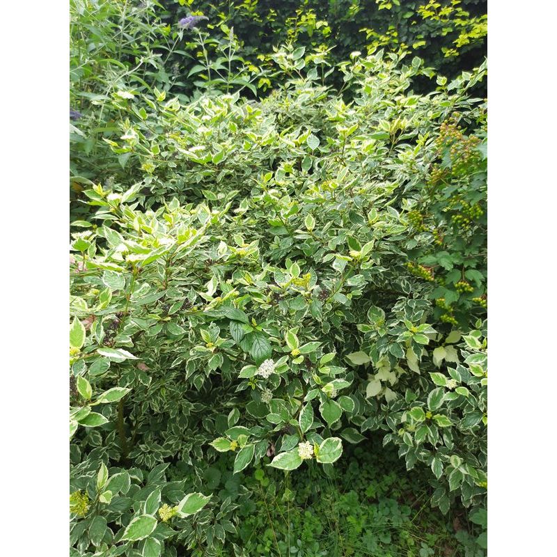 Cornus Sibirica Variegata