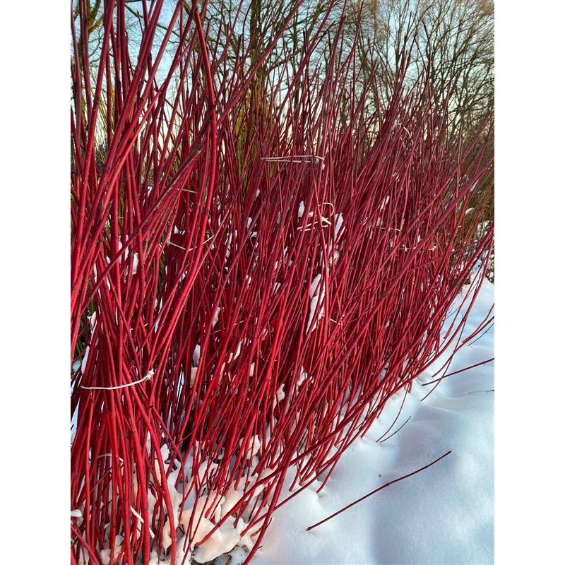 Cornus Sibirica