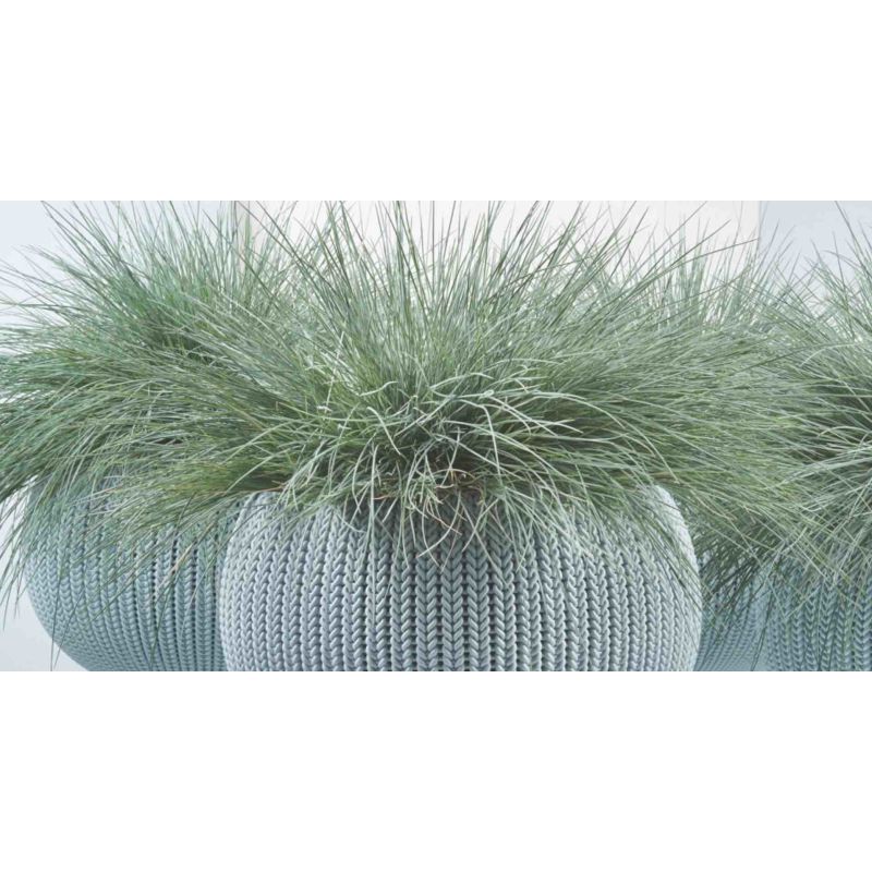 Festuca Intense Blue - 6 stuks