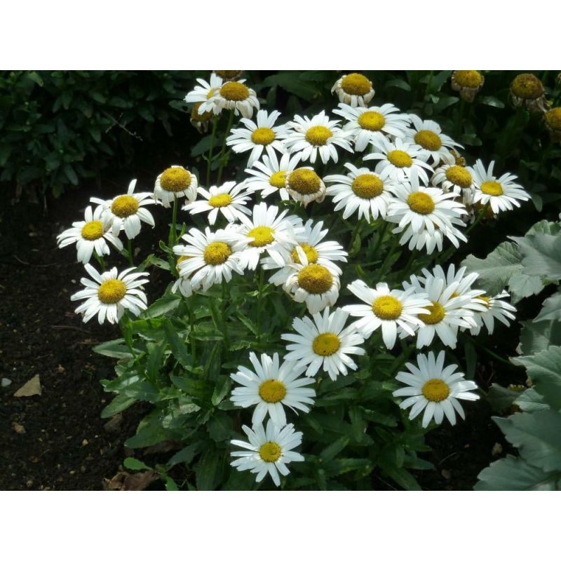 Leucanthemum Silberprinzessche - 6 stuks