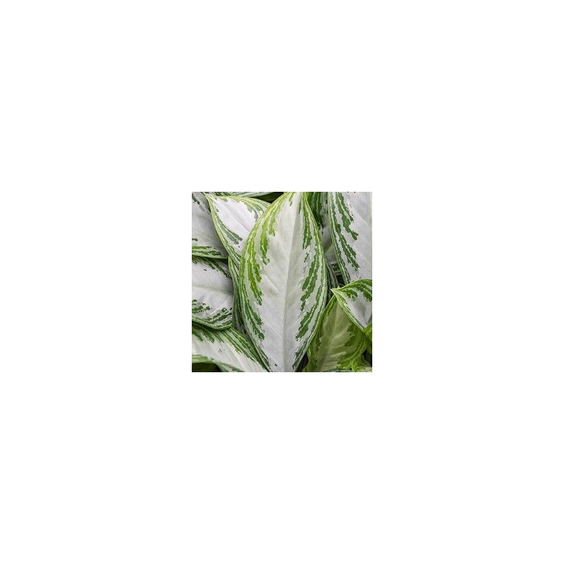 Aglaonema Silver Bay in Elho Pure Soft wit