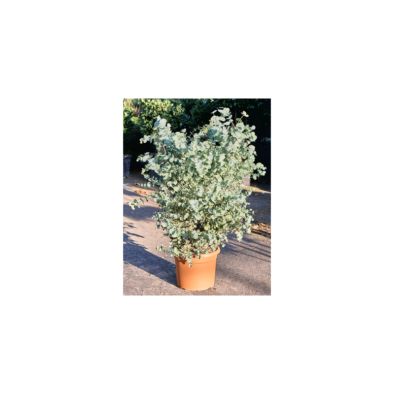 Eucalyptus Silver Dollar