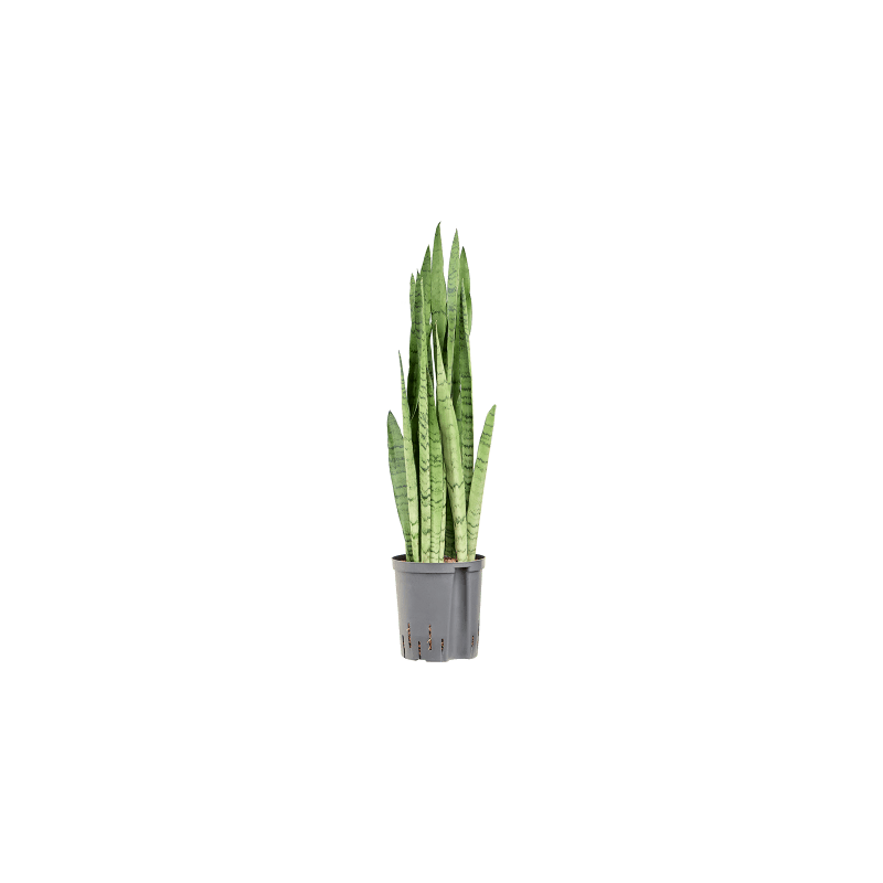 Sansevieria Silver Mist