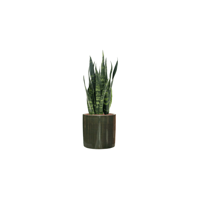 Sansevieria Silver Mist