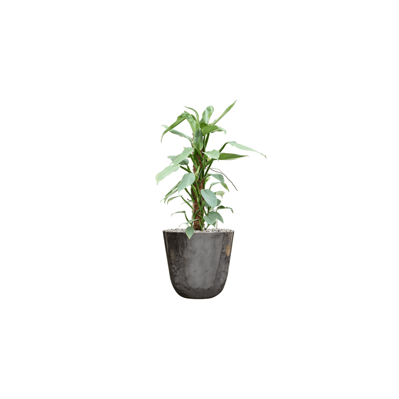 Philodendron Silver Queen mosstok