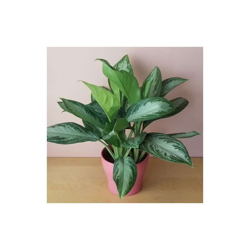 Aglaonema Silver Bay