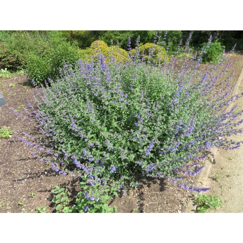 Nepeta Six Hills Giant - 6 stuks