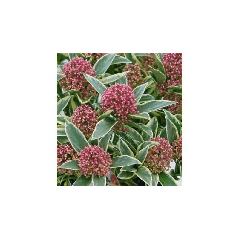 Skimmia japonica Magic Marlot