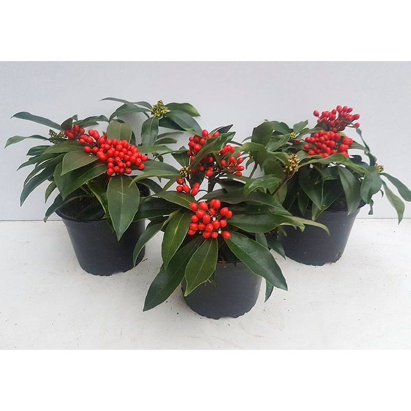 Skimmia reevesiana