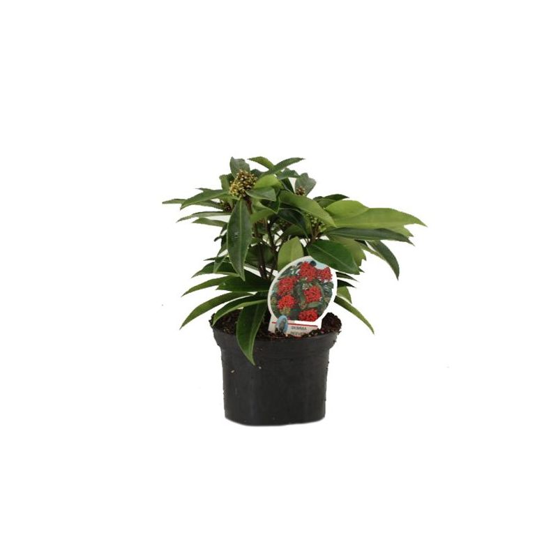 Skimmia reevesiana