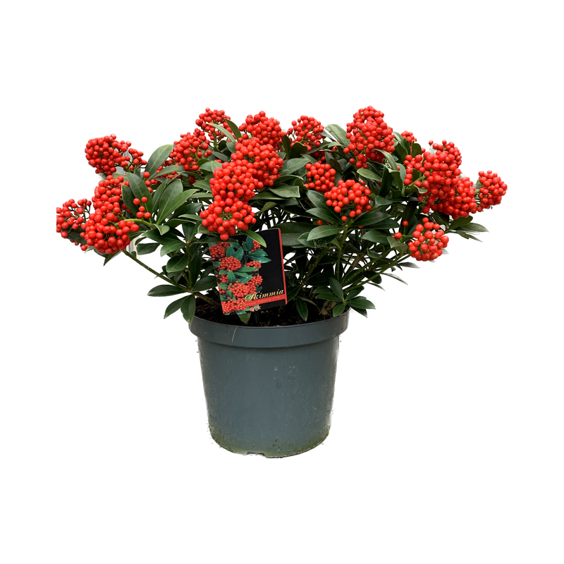 Skimmia reevesiana