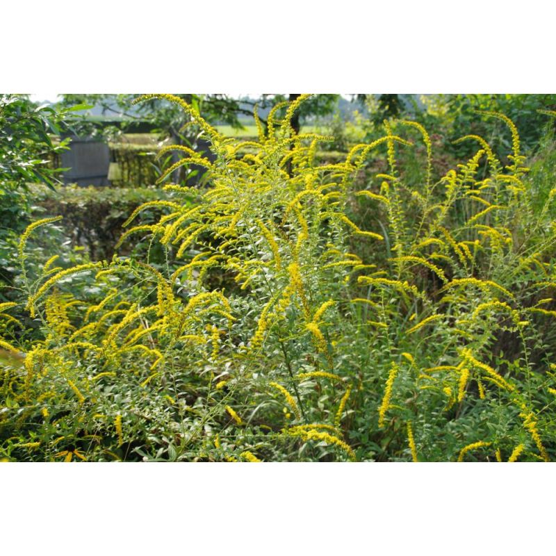 Solidago Fireworks