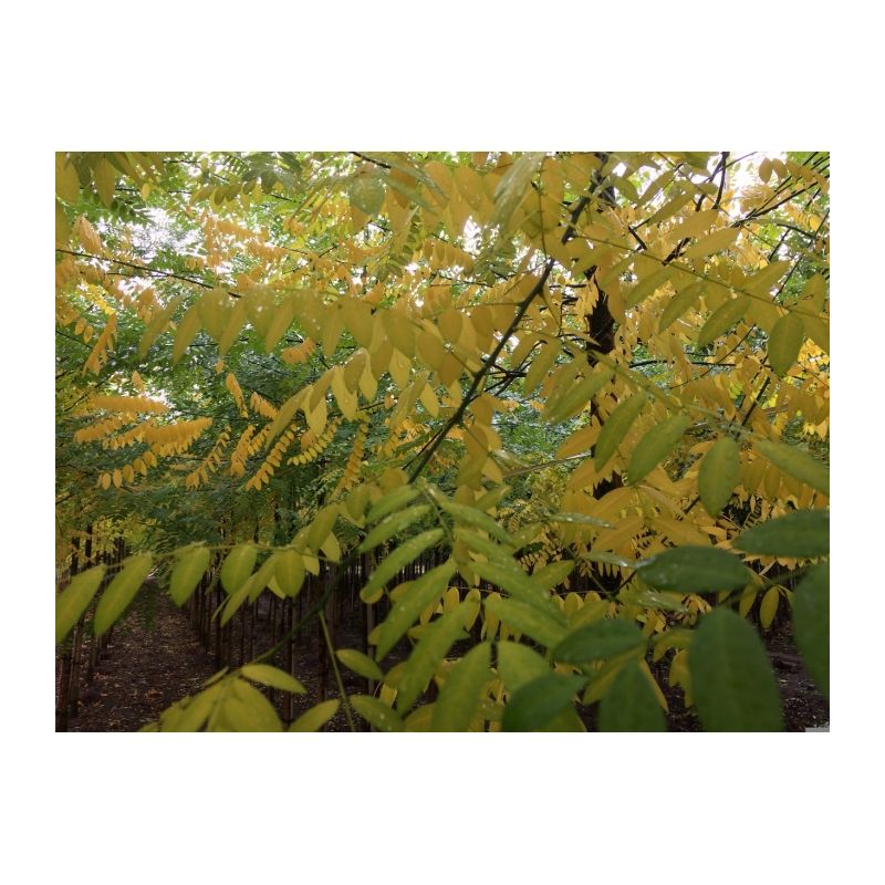 Sophora Japonica 