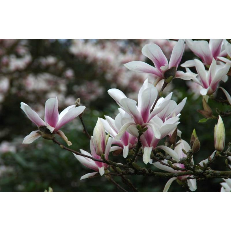 Magnolia soul. 'Superba'