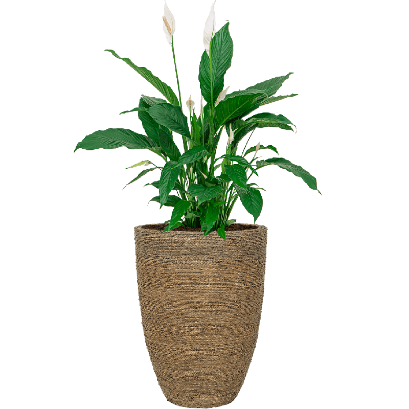 Spathiphyllum in Bohemian Straw Ben