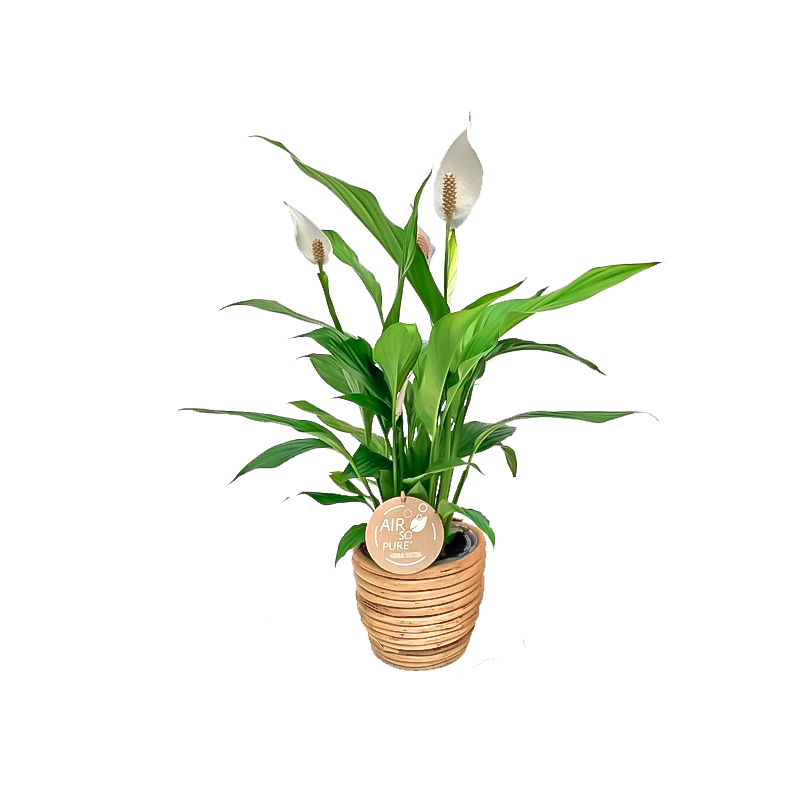 Spathiphyllum in zeegras mand