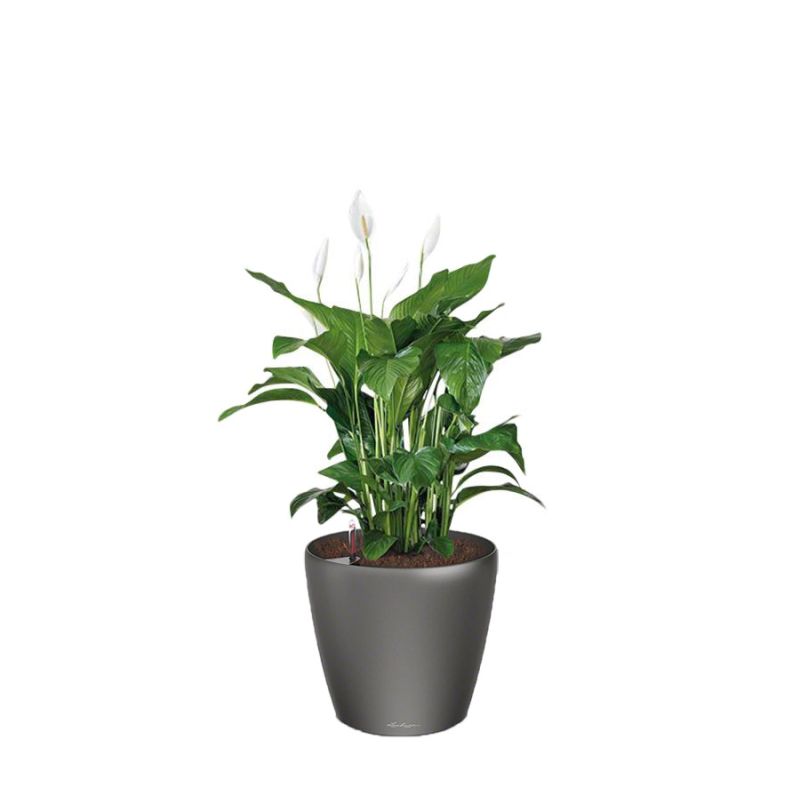 Spathiphyllum in watergevende Classico antraciet