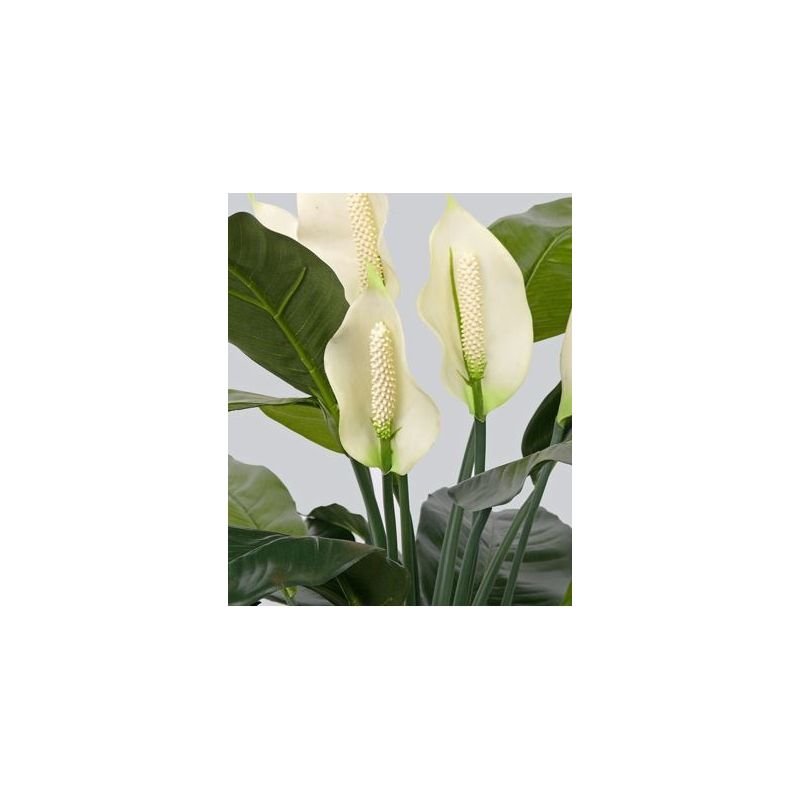 Spathiphyllum - kunstplant