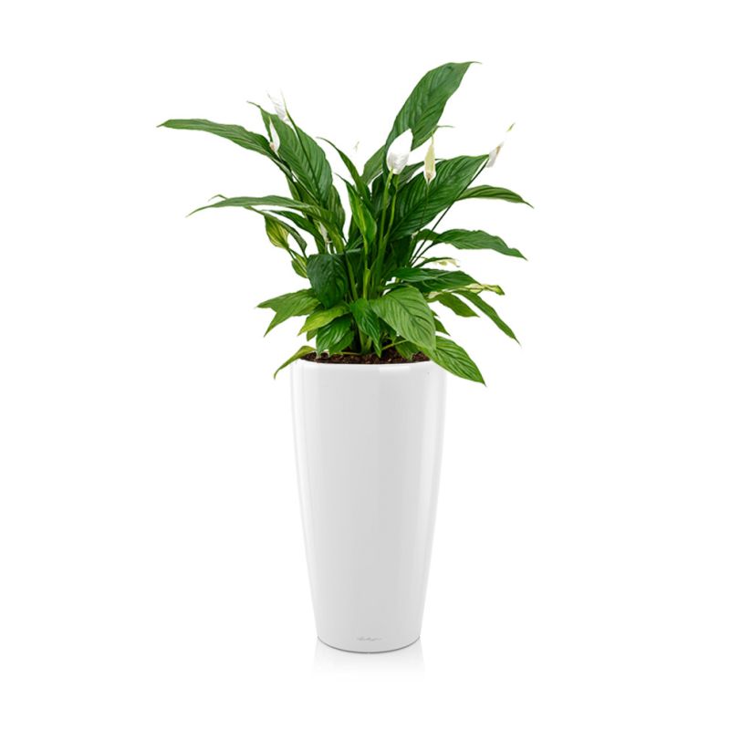 Spathiphyllum in watergevende Rondo wit