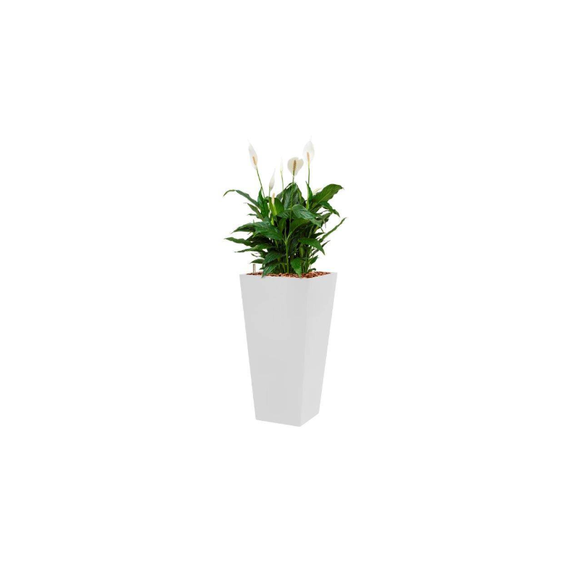 Spathiphyllum Mont Blanc hydrocultuur in Runner vierkant wit