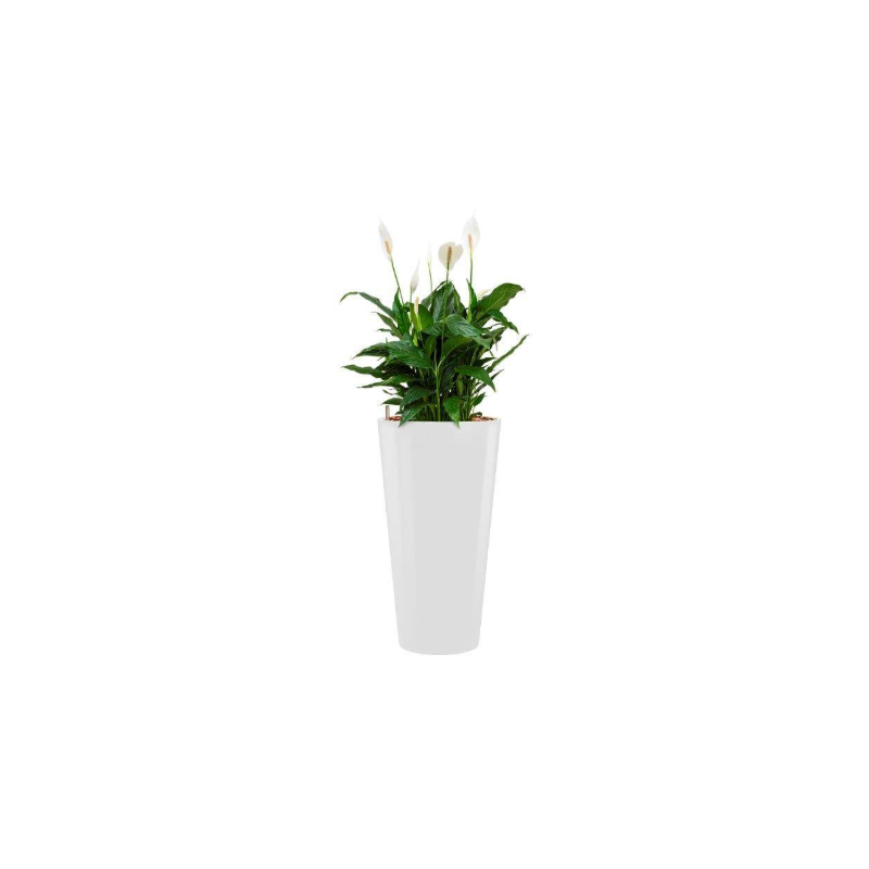 Spathiphyllum Mont Blanc hydrocultuur in Runner rond wit